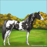 Horse Color:White Spotted Liver Chestnut Sabino Appaloosa 