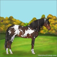 Horse Color:White Spotted Liver Chestnut 