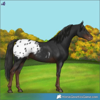 Horse Color:Liver Chestnut Appaloosa 