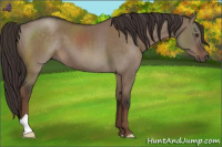 Horse Color:Liver Red Dun 