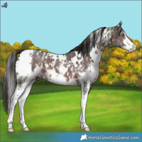 Horse Color:White Spotted Liver Chestnut Sabino