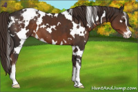 Horse Color:White Spotted Liver Chestnut Sabino Appaloosa 