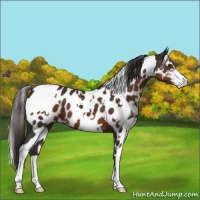 Horse Color:White Spotted Liver Chestnut Sabino Appaloosa 