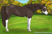 Horse Color:Liver Chestnut Sabino