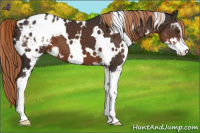 Horse Color:White Spotted Liver Chestnut Sabino Appaloosa 