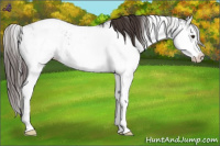 Horse Color:Liver Chestnut Sabino Appaloosa 