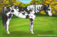 Horse Color:White Spotted Liver Chestnut Sabino 