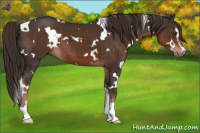 Horse Color:White Spotted Liver Chestnut Sabino 