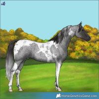 Horse Color:Smoky Blue Roan Tobiano 