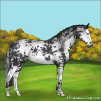 Horse Color:White Spotted Blue Roan Splash