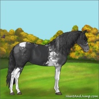 Horse Color:Black Tobiano 