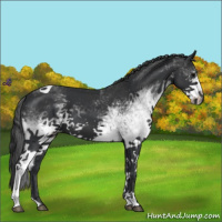 Horse Color:White Spotted Black Tobiano 