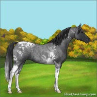 Horse Color:Blue Roan Tobiano 