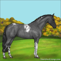 Horse Color:Blue Roan Tobiano 