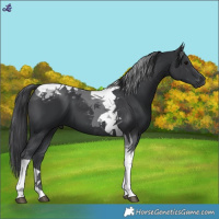 Horse Color:Black Tobiano 