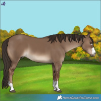 Horse Color:Liver Red Dun 
