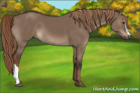 Horse Color:Liver Red Dun 