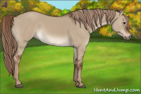 Horse Color:Liver Red Dun 