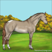 Horse Color:Liver Red Dun Tobiano 