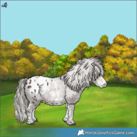Horse Color:White Spotted Liver Chestnut Mushroom Appaloosa 