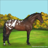 Horse Color:Brown Mushroom Appaloosa Rabicano 
