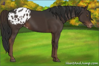 Horse Color:Liver Chestnut Appaloosa Rabicano 