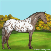 Horse Color:Liver Red Dun Mushroom Appaloosa 