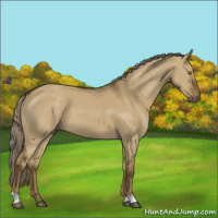 Horse Color:Chocolate Palomino Dun 