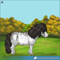 Horse Color:White Spotted Liver Chestnut Sabino