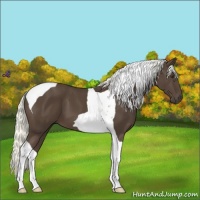 Horse Color:Liver Chestnut Mushroom Tobiano