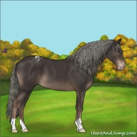 Horse Color:Liver Chestnut Mushroom Varnish 