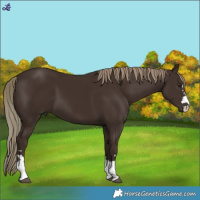 Horse Color:Liver Chestnut Mushroom 