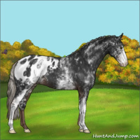 Horse Color:White Spotted Liver Chestnut Mushroom Appaloosa 
