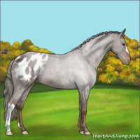 Horse Color:Liver Chestnut Mushroom Appaloosa 