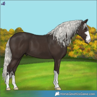 Horse Color:Liver Chestnut Mushroom 