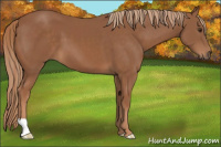 Horse Color:Chestnut 