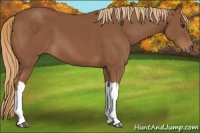 Horse Color:Chestnut 
