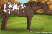 Horse Color:Liver Chestnut Blanket Rabicano 