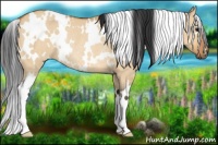 Horse Color:White Spotted Bay Dun Rabicano 