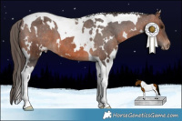 Horse Color:White Spotted Brown Tobiano Appaloosa 