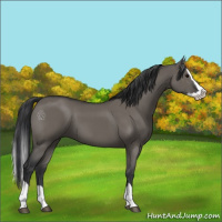Horse Color:Grullo Splash 