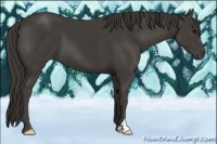 Horse Color:Smoky Black 