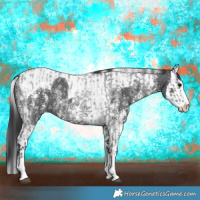 Horse Color:Blue Roan Sabino Splash  and Black Sabino Splash Tobiano 