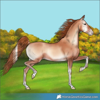 Horse Color:Gold Champagne Onyx 