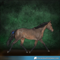 Horse Color:Brown Dun 