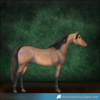 Horse Color:Bay Dun Rabicano 