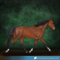 Horse Color:Bay Tobiano Rabicano 