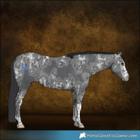 Horse Color:Black Ice Sabino Tobiano 