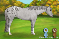 Horse Color:Grullo Appaloosa 
