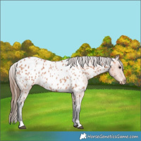 Horse Color:Bay Roan Appaloosa 